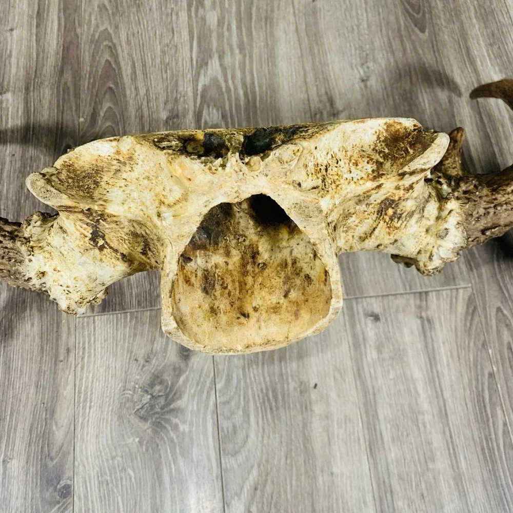 Naturally Shed Wild Moose Antler (Horn, Knife, Carving, Chew, Taxidermy) Full - Picture 5 of 10